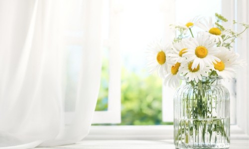 flowers in window