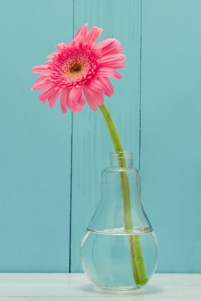 Pink Flower In Vase