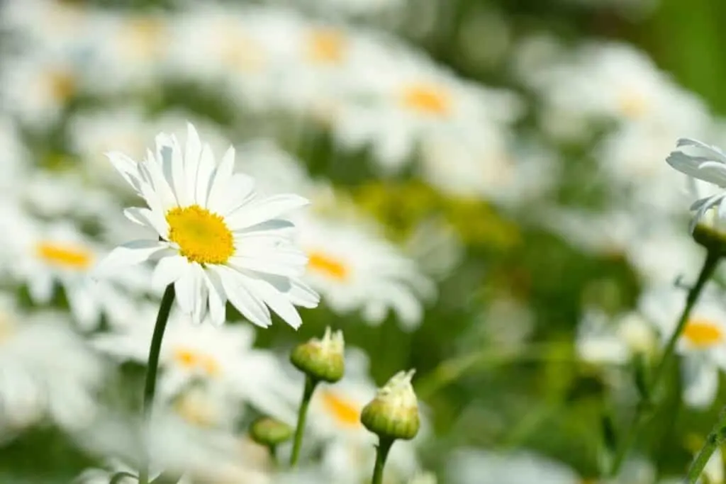 chamomile tea flowers in field