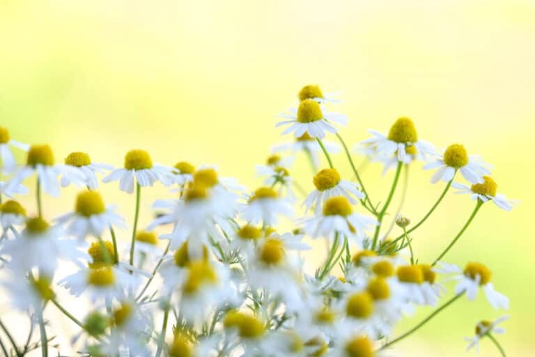 Chamomile Tea Flowers