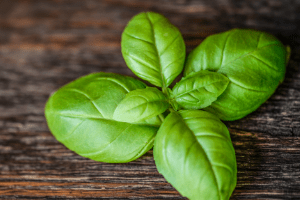 Growing Basil For Medicinal Properties