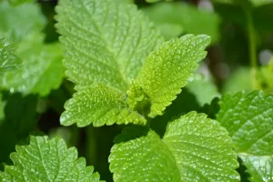 Health Benefits Of Lemon Balm