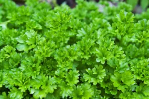 Parsley Health Benefits