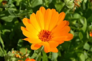 Treating diaper rash with calendula