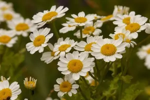 Health Benefits Of Feverfew