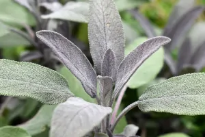 Healing Properties Of Sage