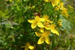 St John's Wort Health Benefits