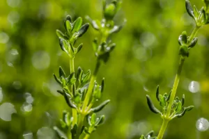 Medicinal Properties Of Thyme