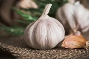 garlic