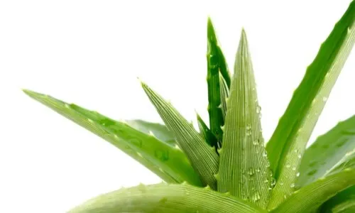 Aloe Vera Plant