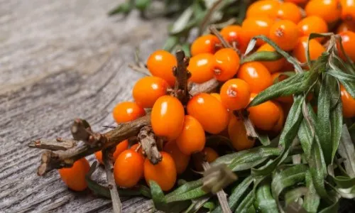 sea buckthorn