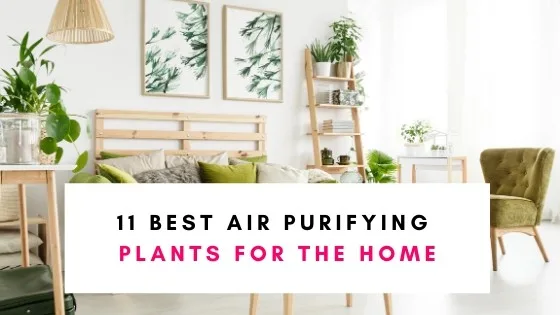 Best Air Purifying Plants For The Home