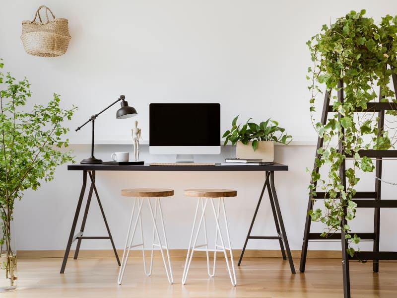 11 Best Air Purifying Plants For The Home