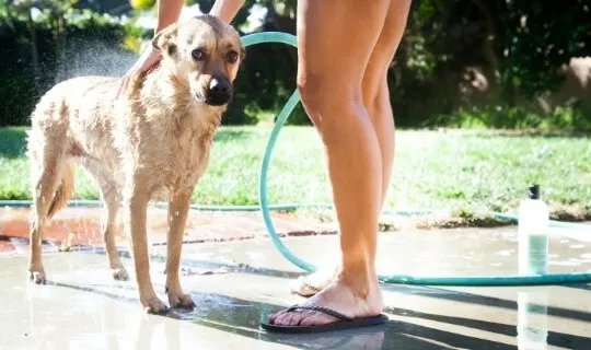 castile soap for dog shampoo