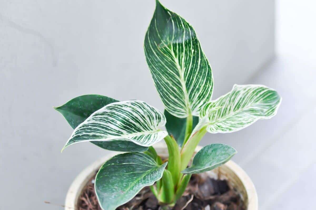 Philodendron bathroom plant