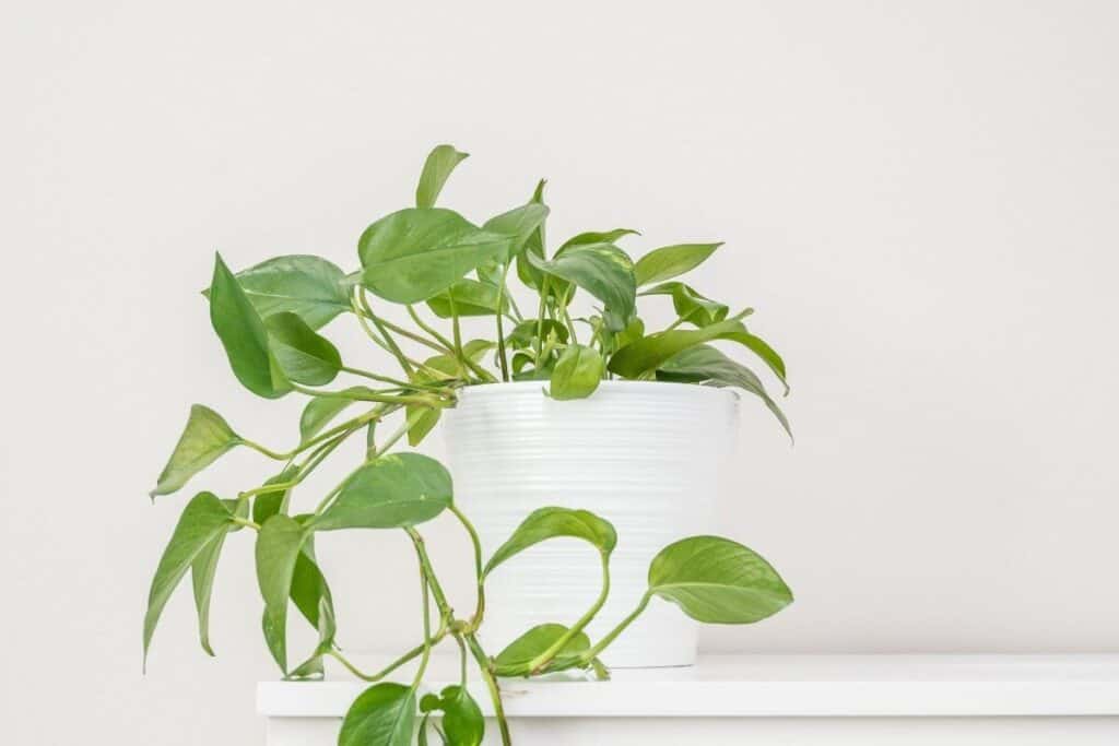 The Best Bathroom Plants That Absorb Moisture and Look Amazing