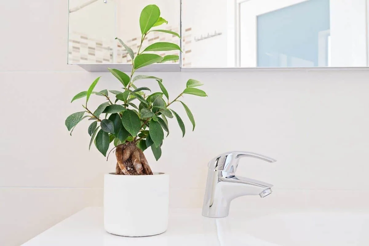 ficus plant for bathroom
