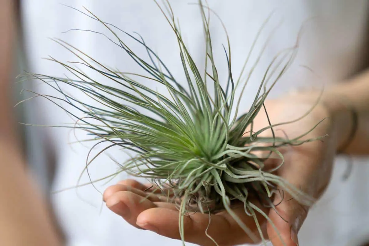 air plants no soil