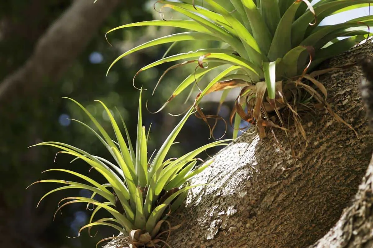 air plants natural habitat