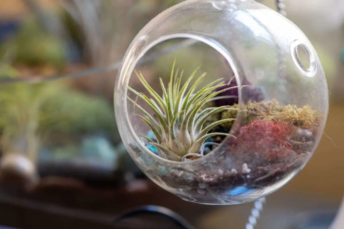 air plant terrarium