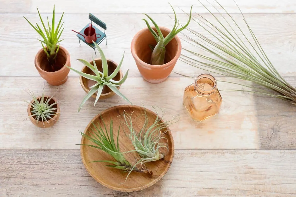 air plants indoors