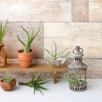 air plants indoor house plants